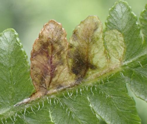 Réf. 346 769 : Phytoliriomyza hilarella
